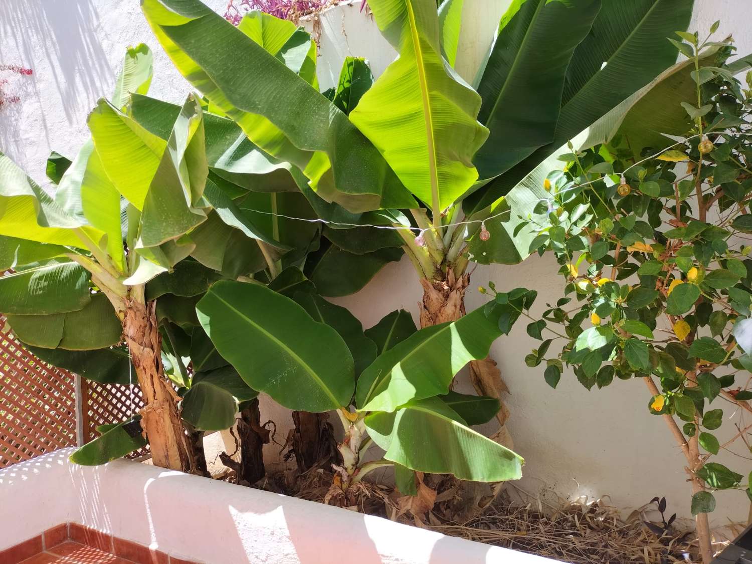 SE ALQUILA DESDE AHORA HASTA 30/6/26  PRECIOSO CHALET ADOSADO EN BENALMÁDENA, TORREQUEBRADA.