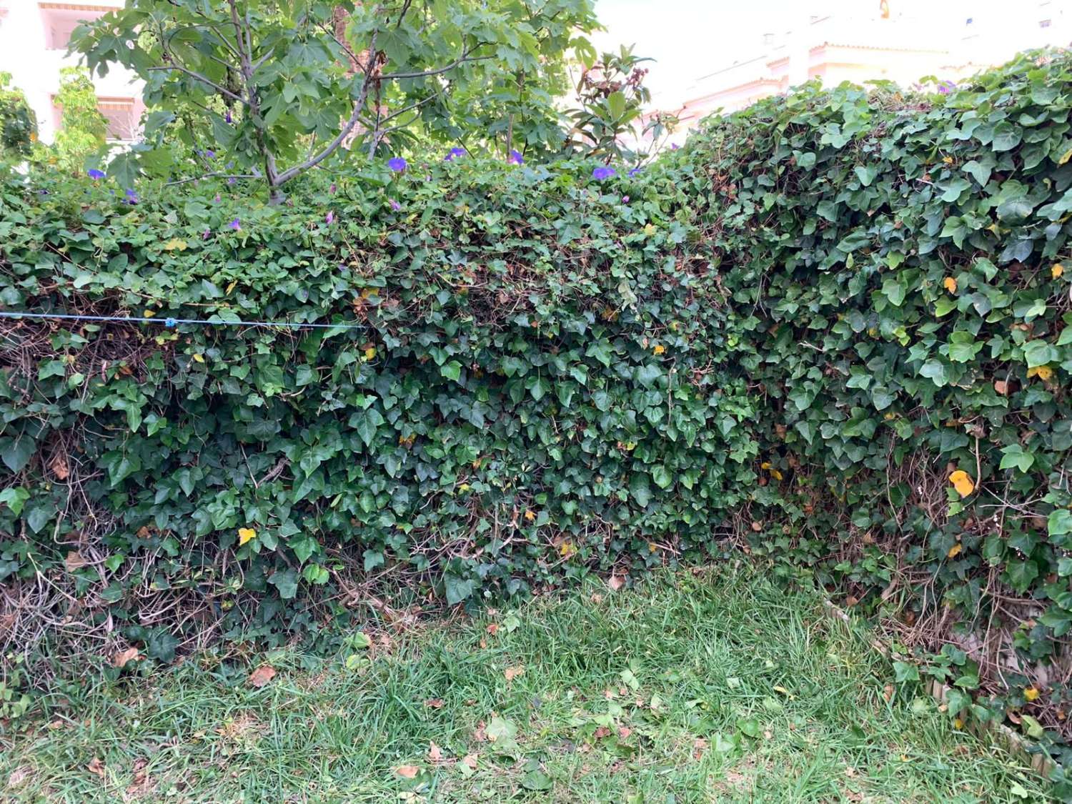 SE ALQUILA  DESDE  1.1026-30.6.27 BONITO APARTAMENTO EN  2ª LINEA DE PLAYA EN LA CARIHUELA  (TORREMOLINOS)